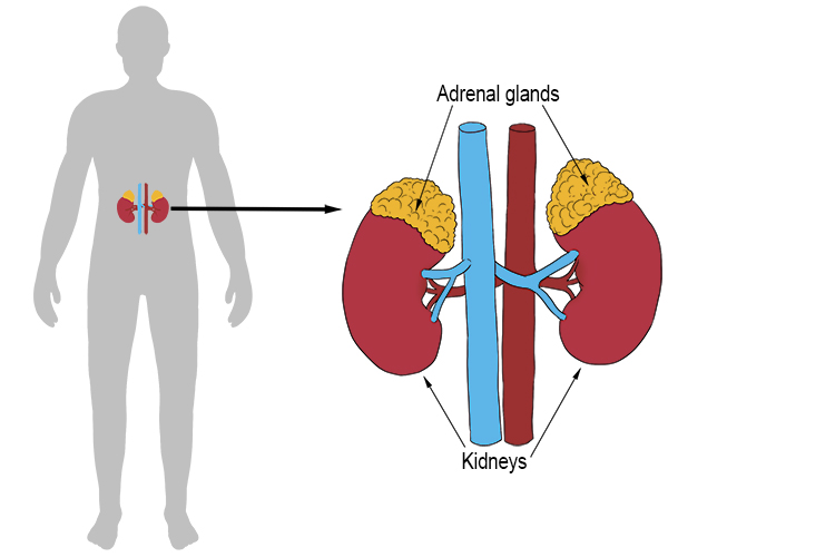Adrenaline is produced in the adrenal gland positioned on top of each kidney.
